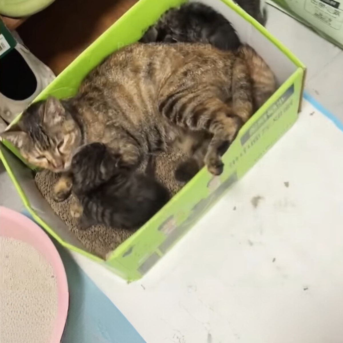 stray cat and kittens in a box