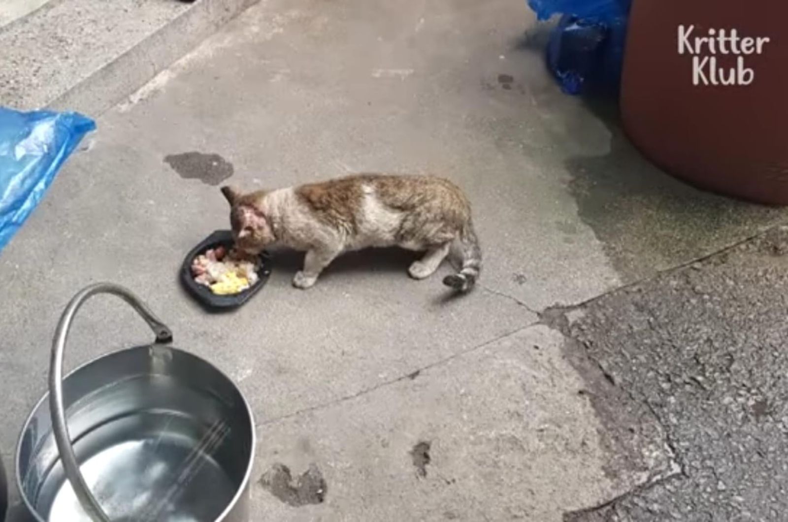 stray cat eating