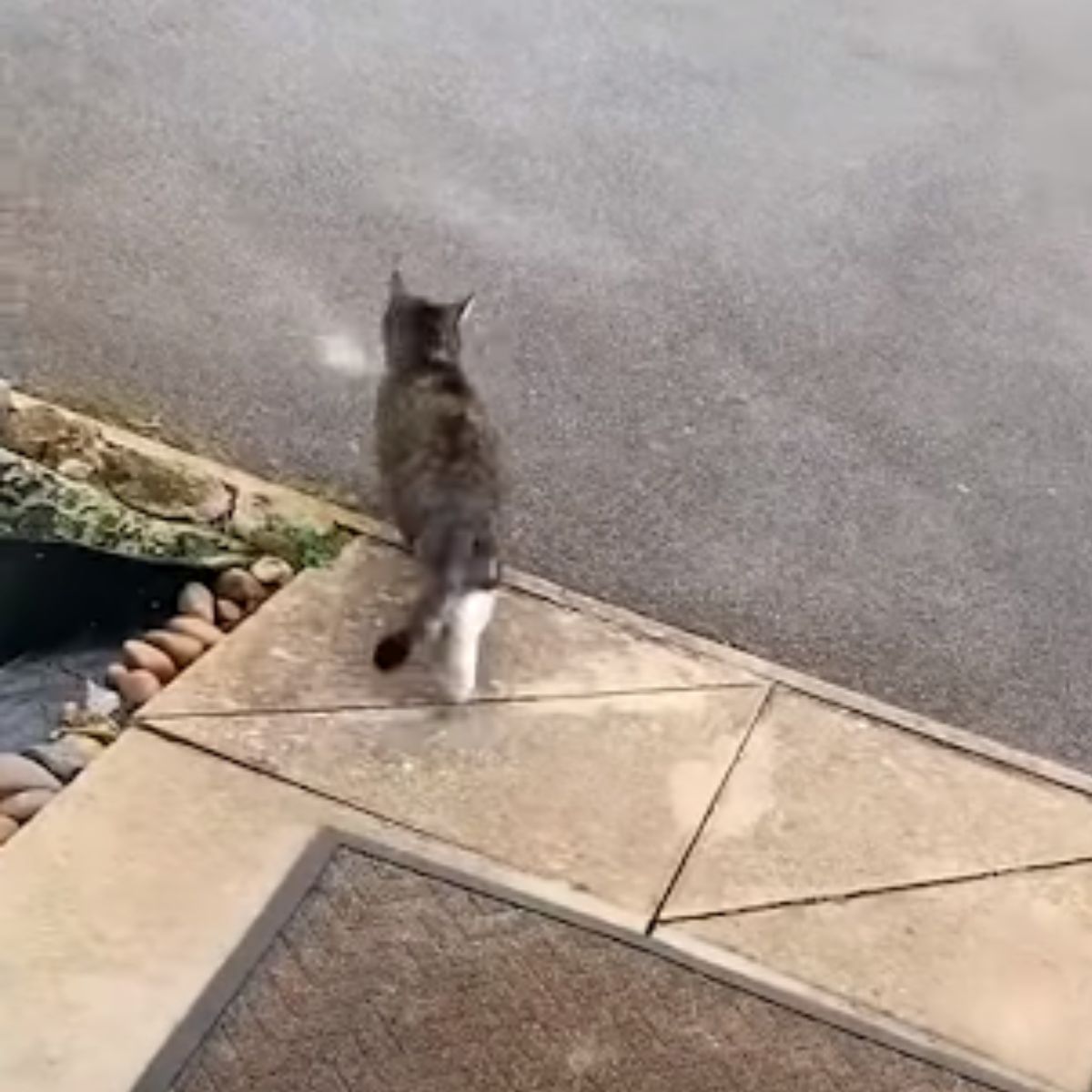 stray cat on a sidewalk