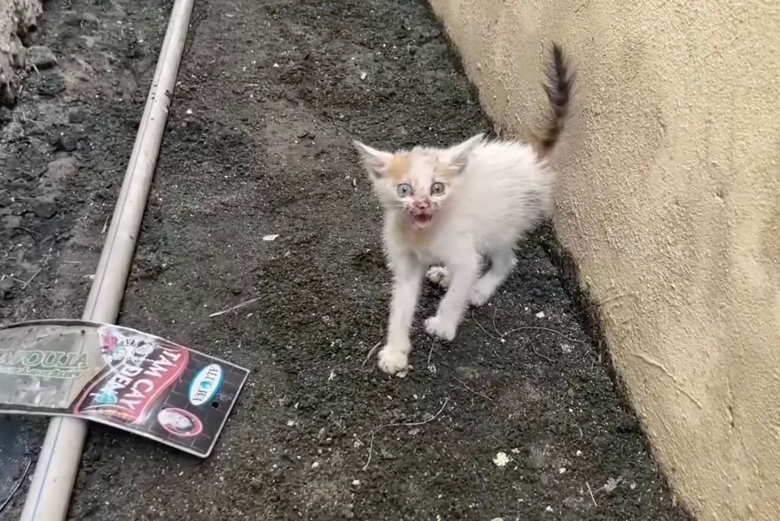 stray kitten with different color of eyes