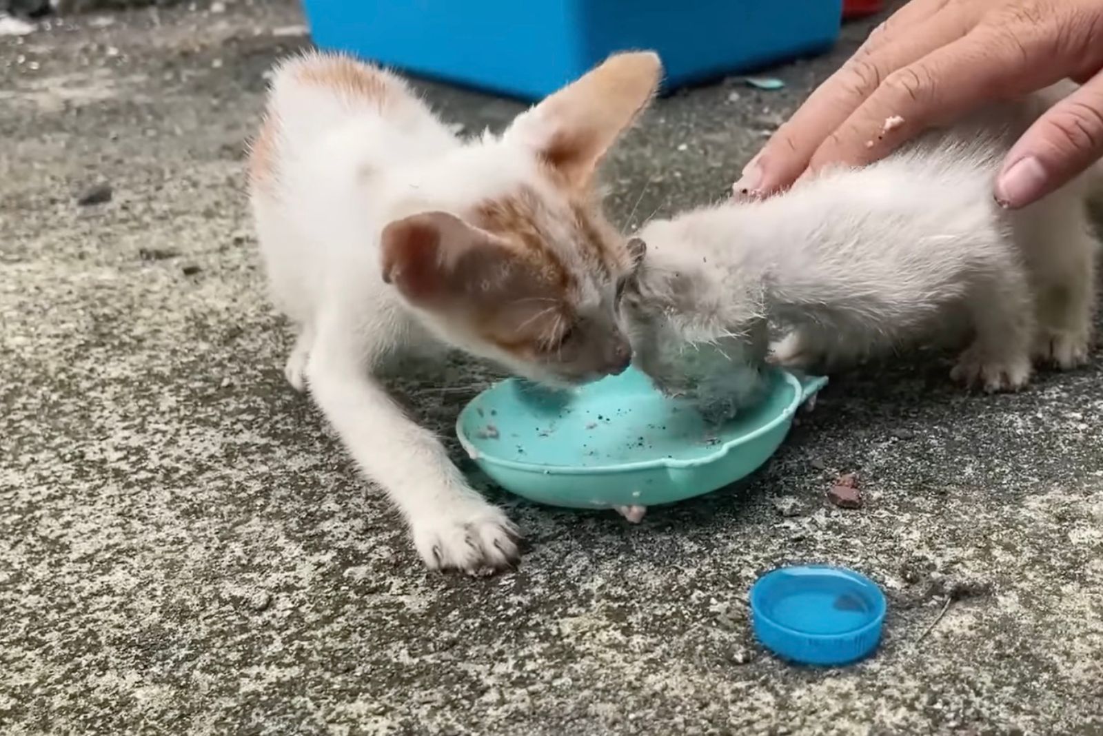 stray kittens eating