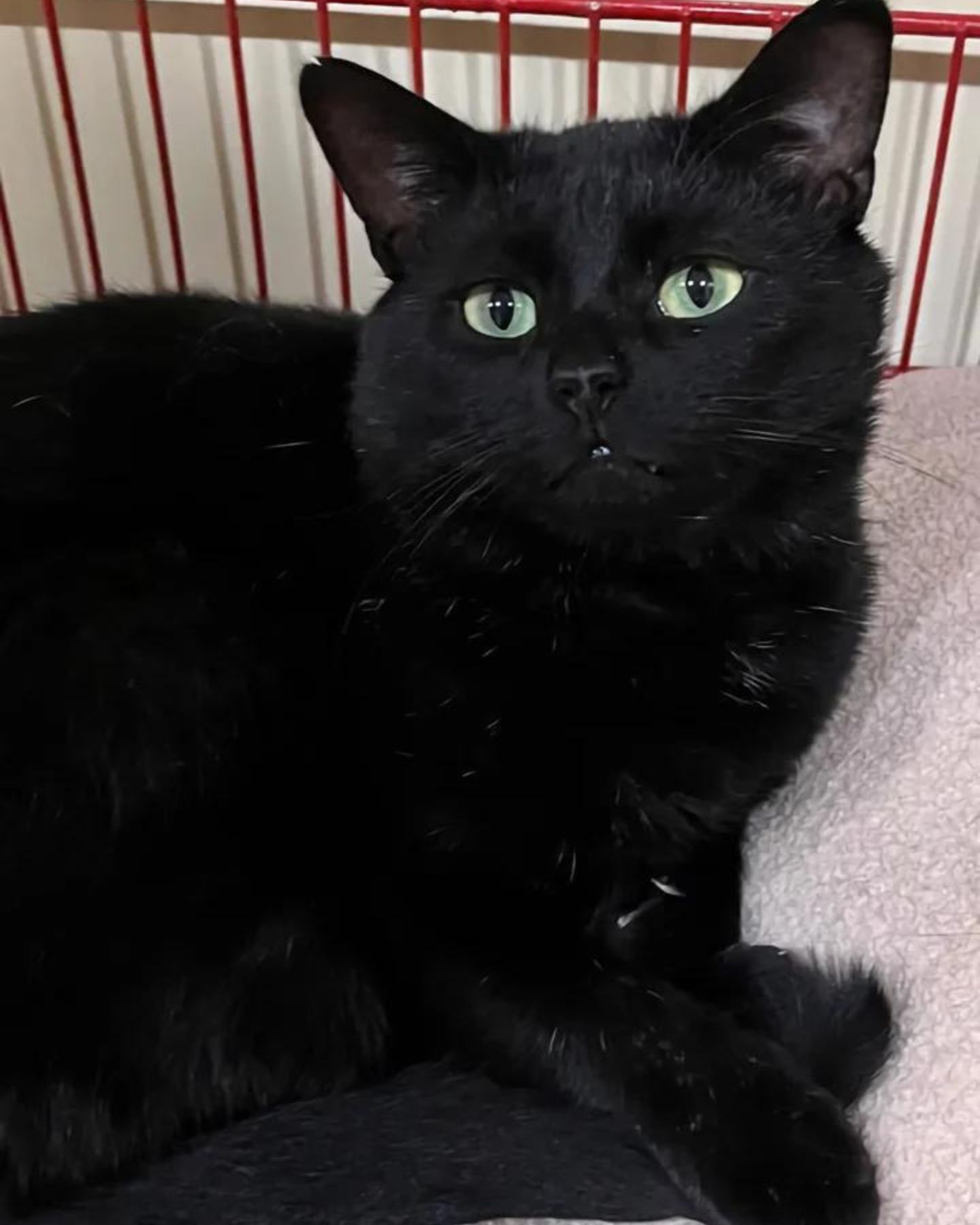 sweet black cat laying down