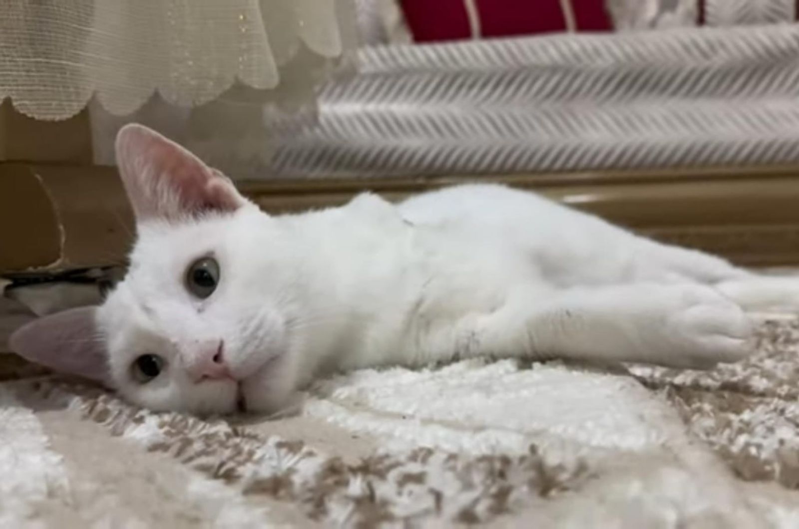 sweet cat laying on a rug