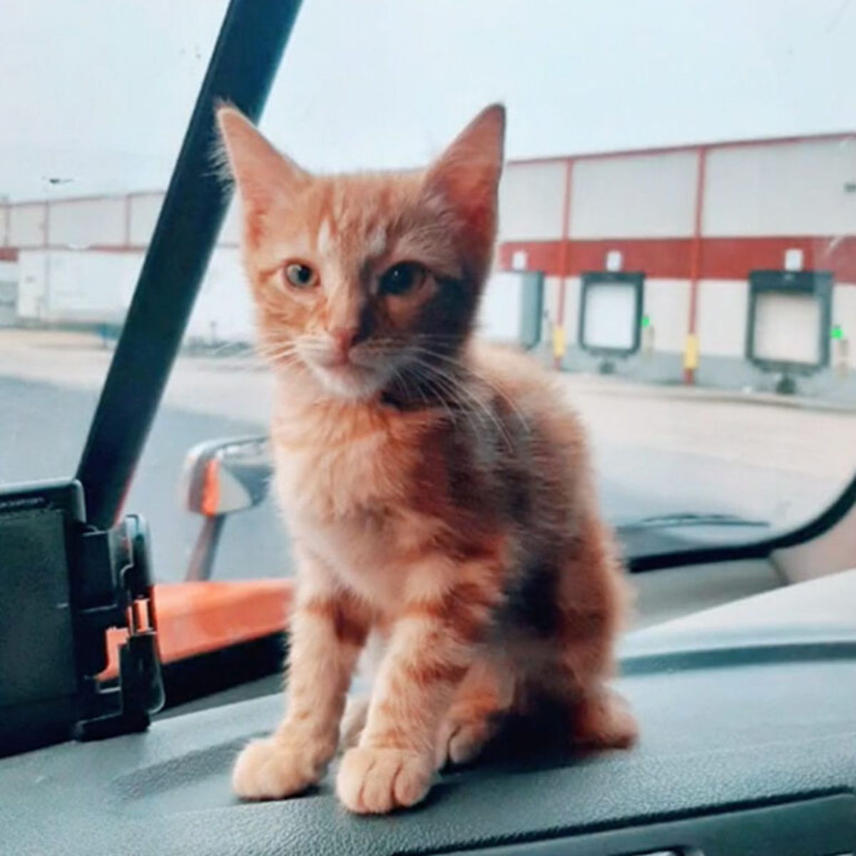 sweet kitten in truck