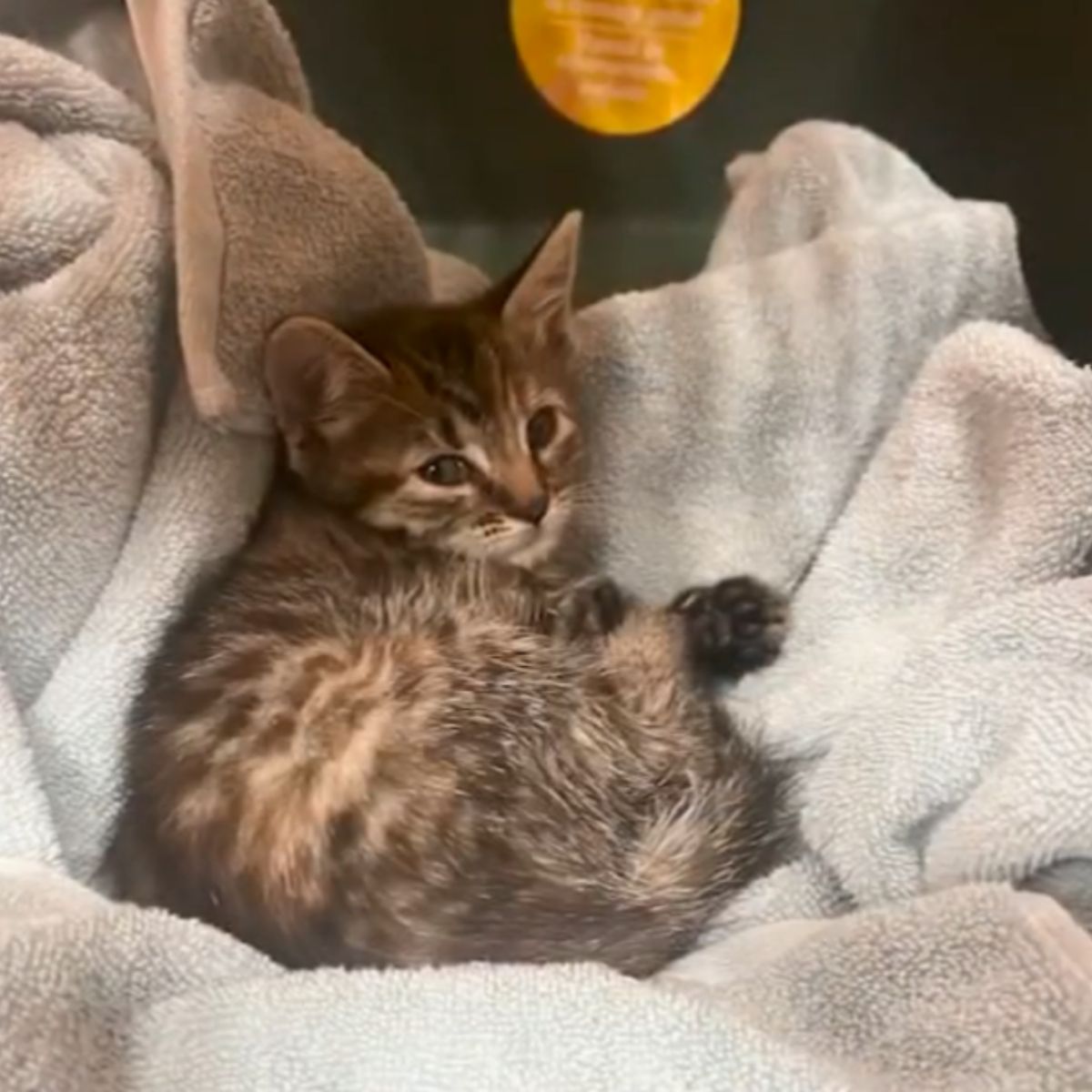 sweet kitten laying in towel