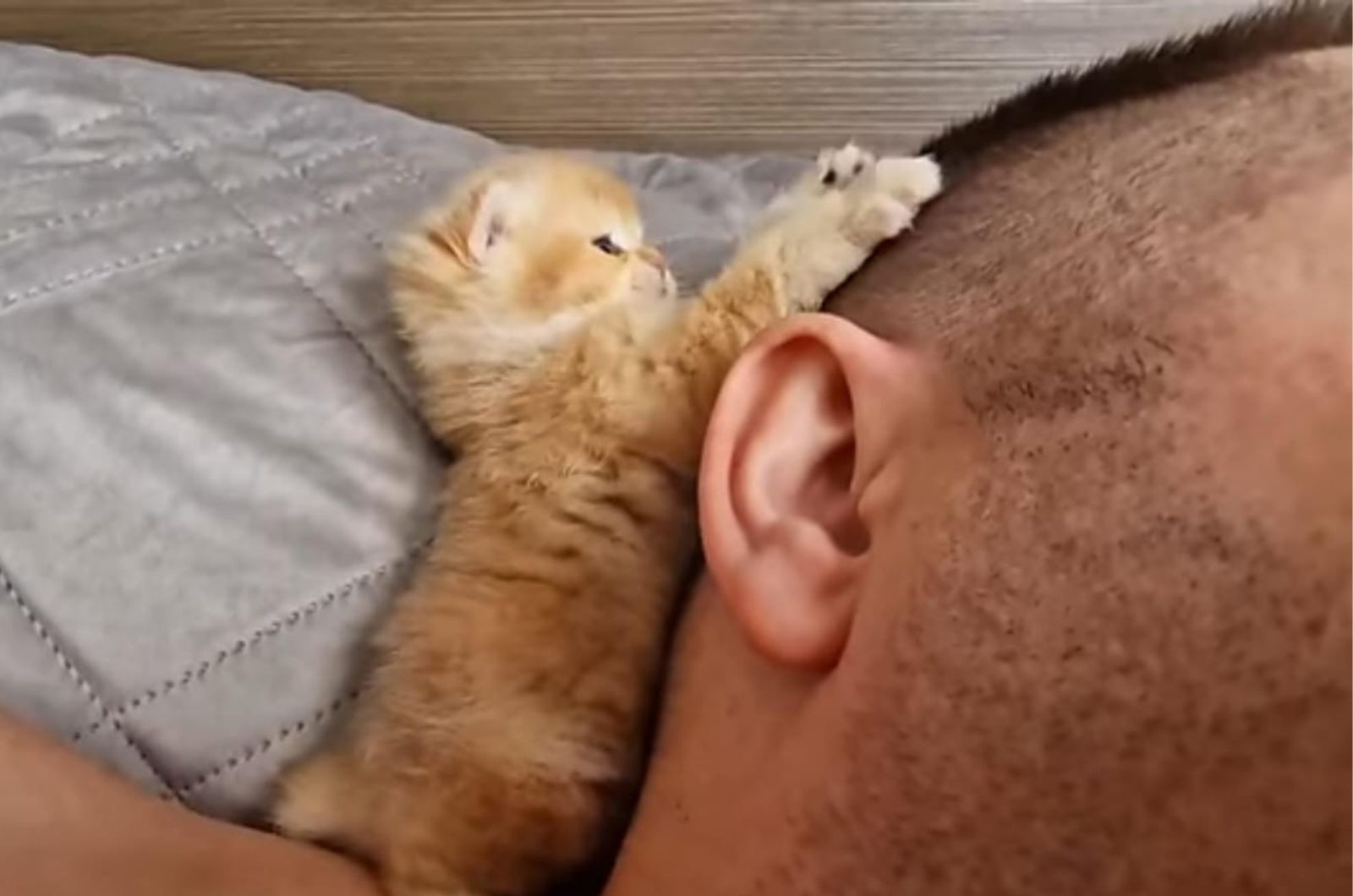 sweet kitten laying next to owner