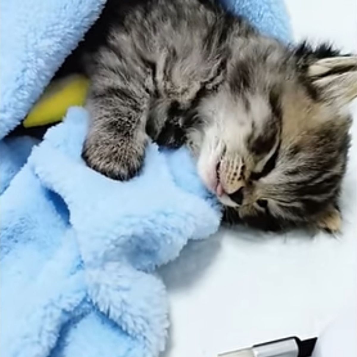 sweet kitten laying