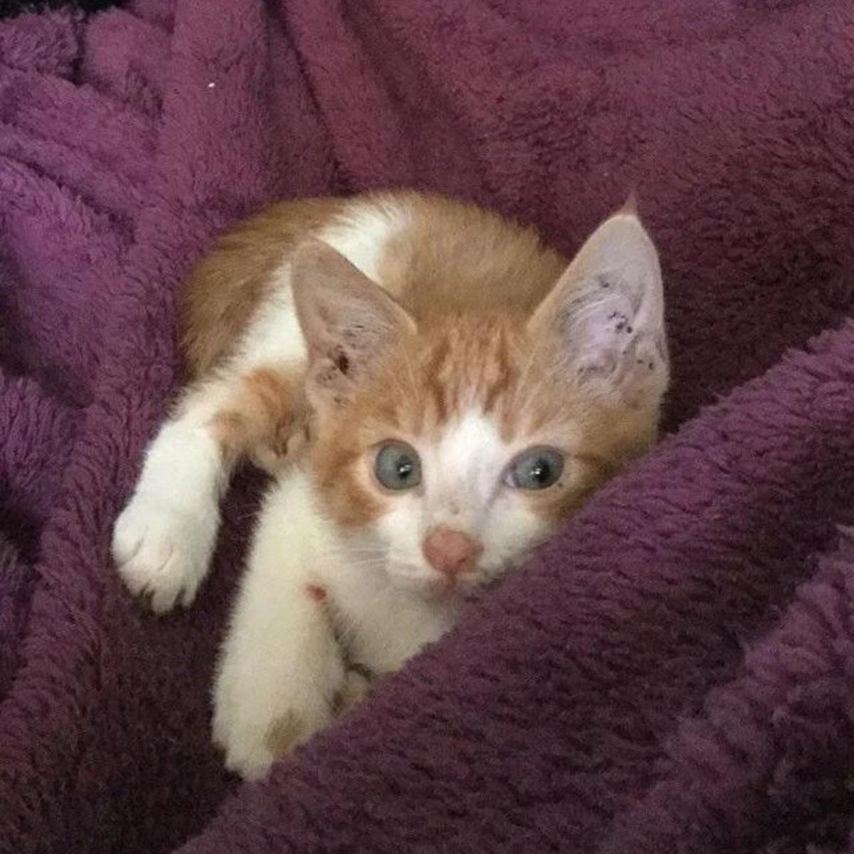 sweet kitten with blue eyes