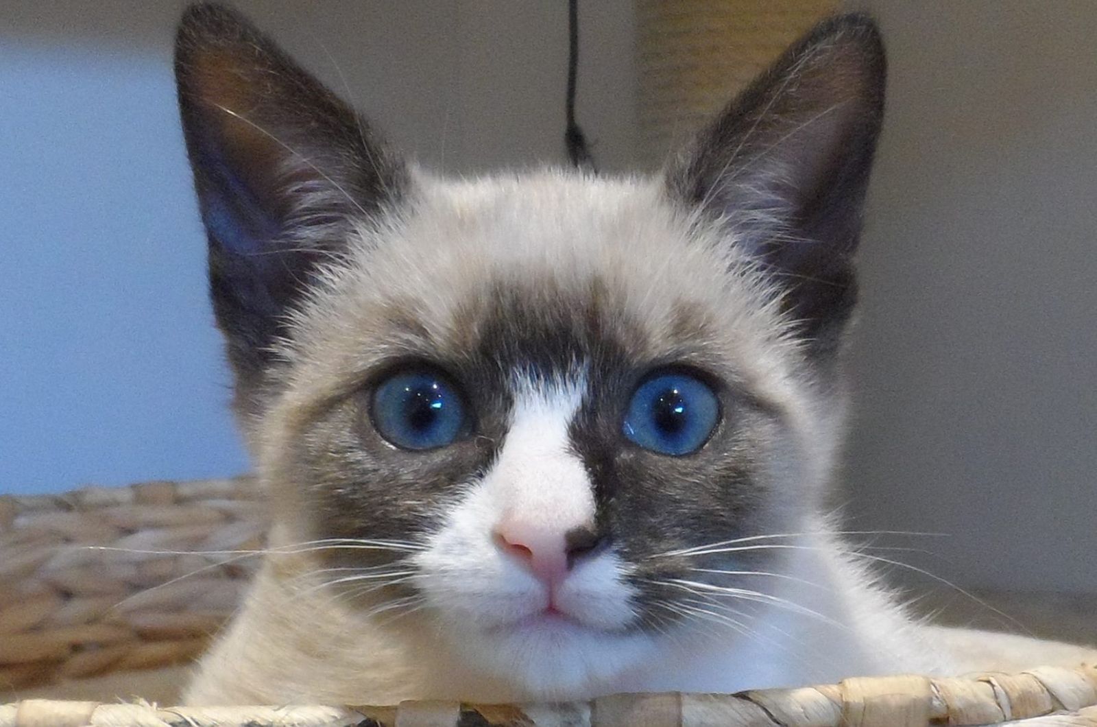 sweet kitten with blue eyes