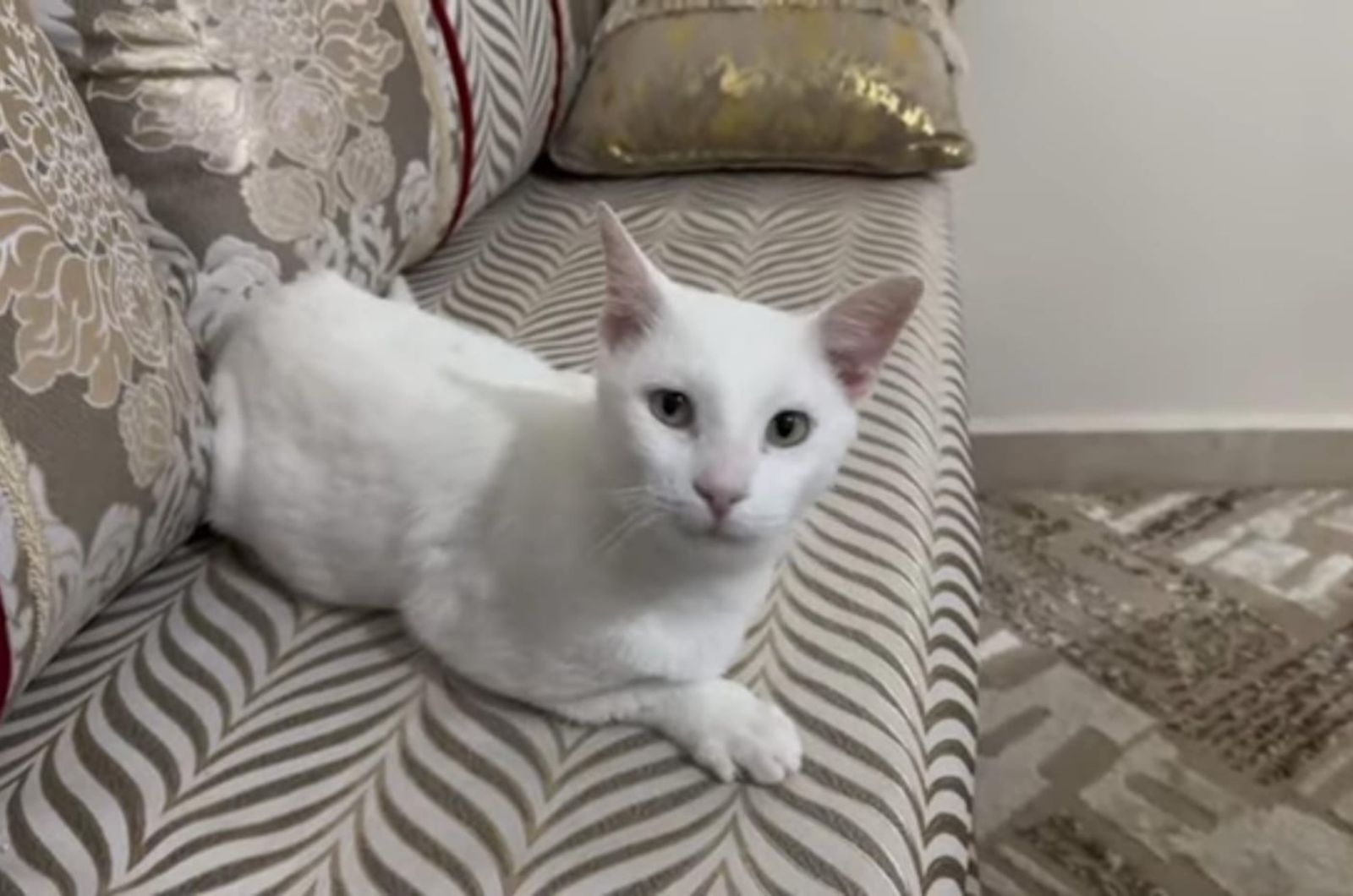 sweet white cat laying on a couch