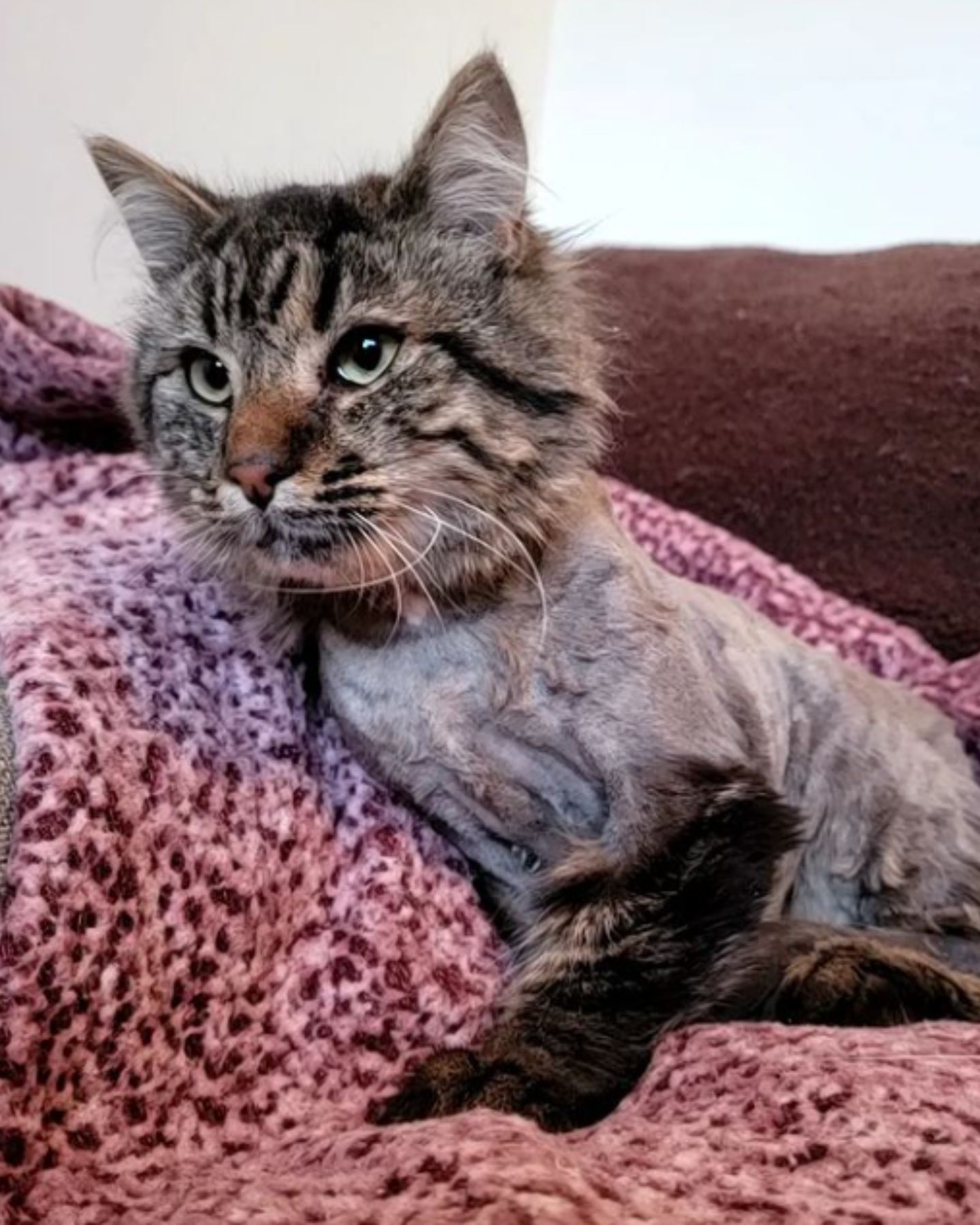 tabby-kitten-after-surgery
