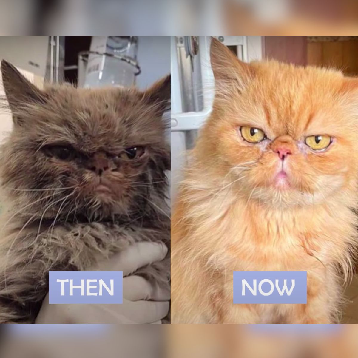 then and now photo of the cat