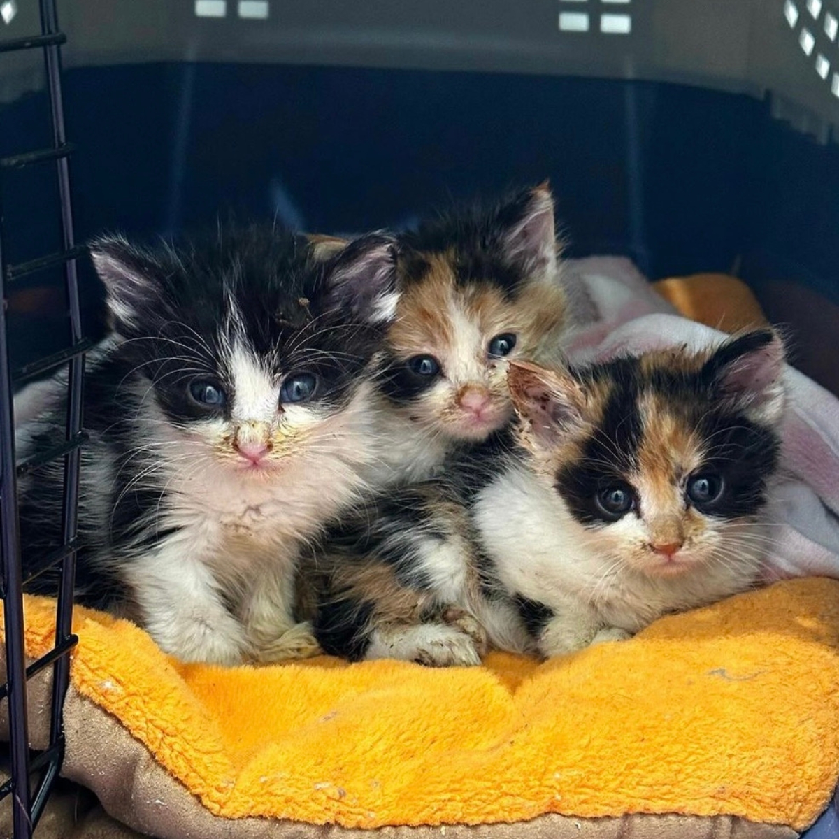 three kittens in a kennel