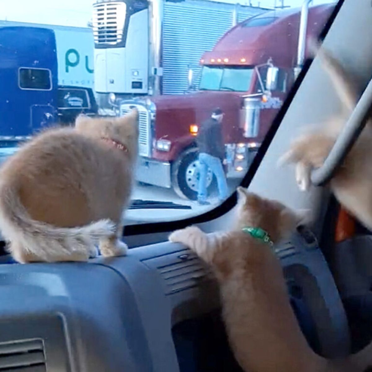 three kittens in truck