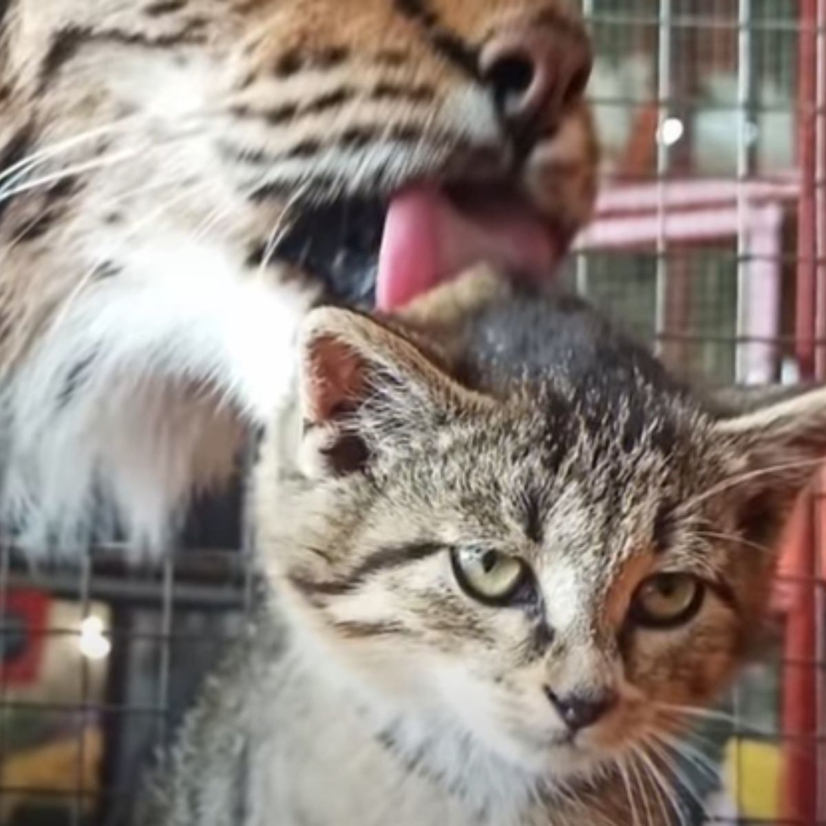 tiger licking cat