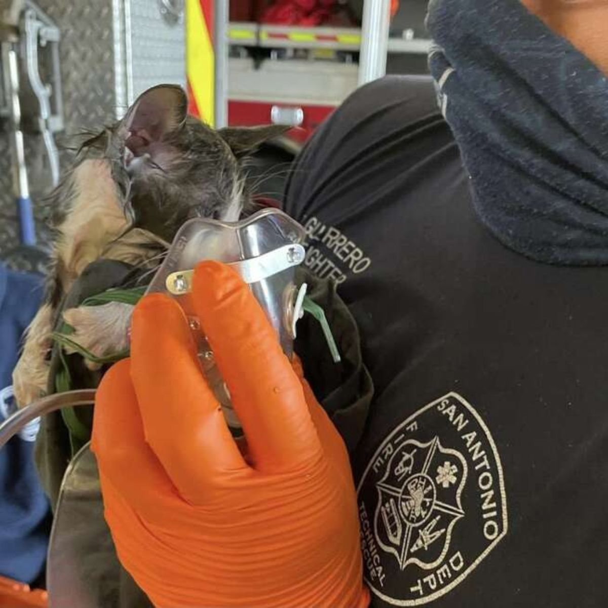 tiny kitten being rescued by firefighters