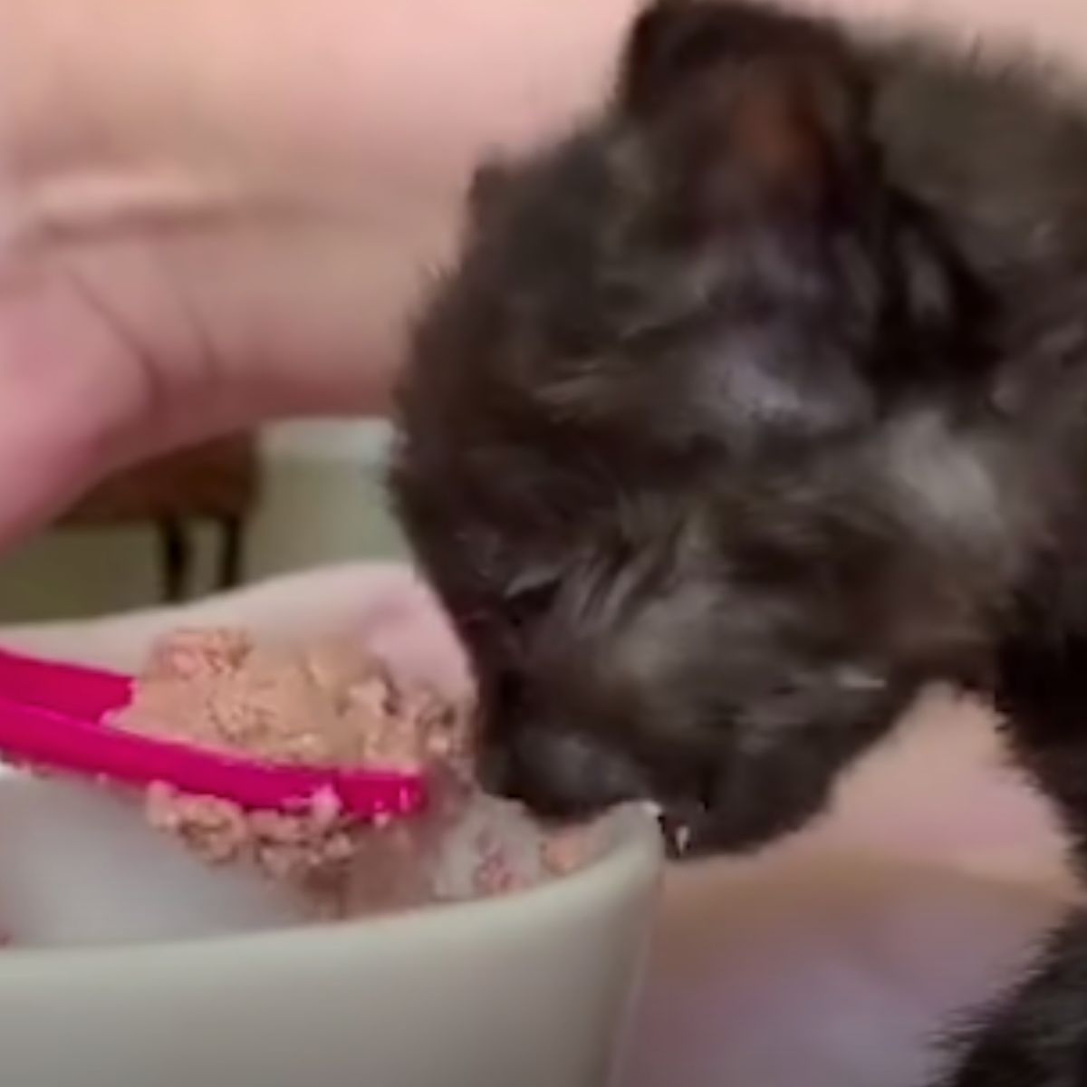 tiny kitten eating