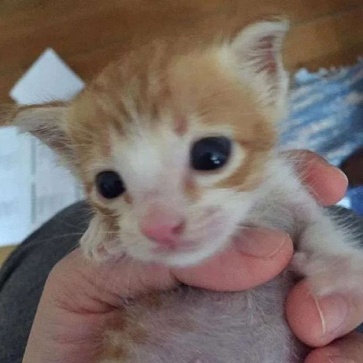 tiny kitten in hands