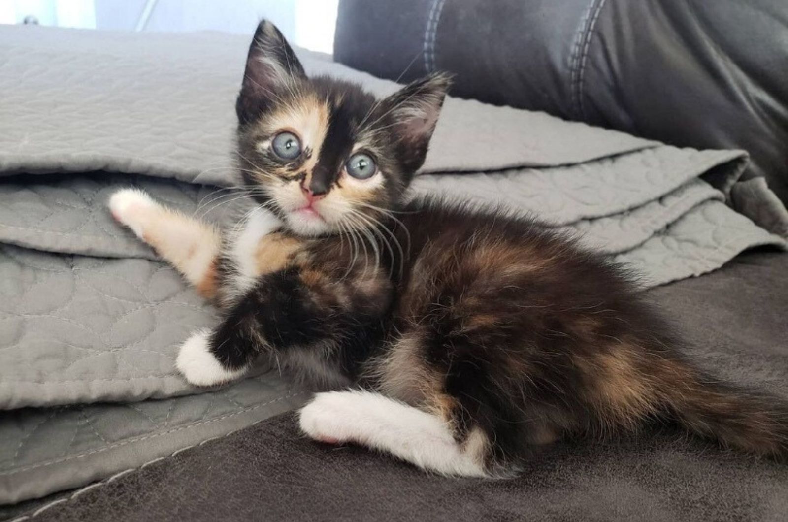 tiny kitten lying on couch