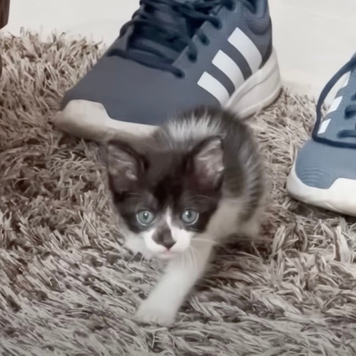 tiny kitten on carpet