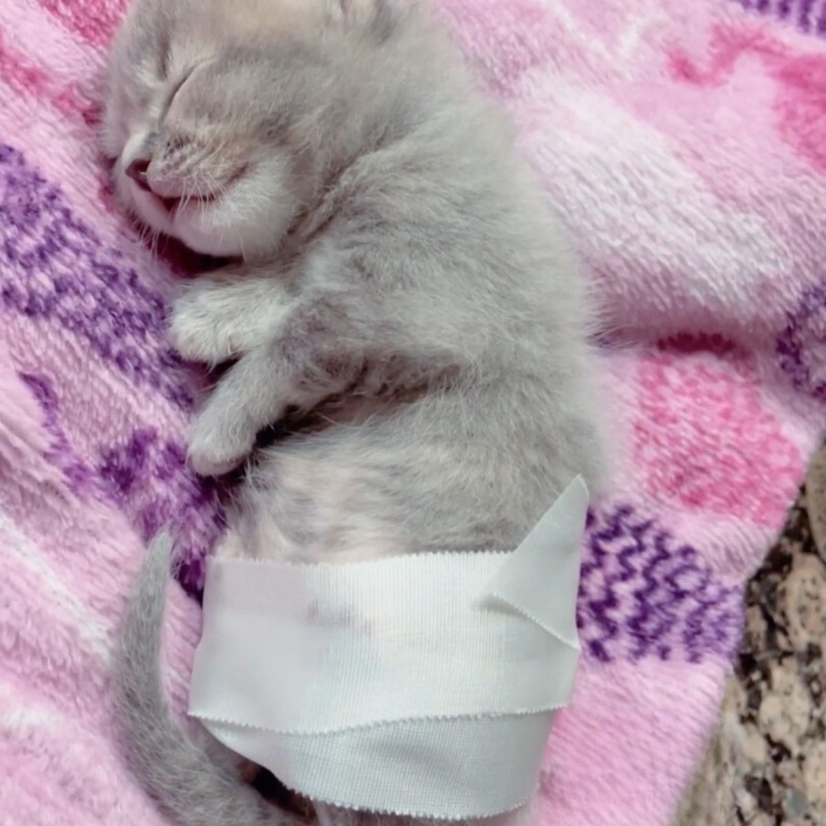 tiny kitten with taped back legs