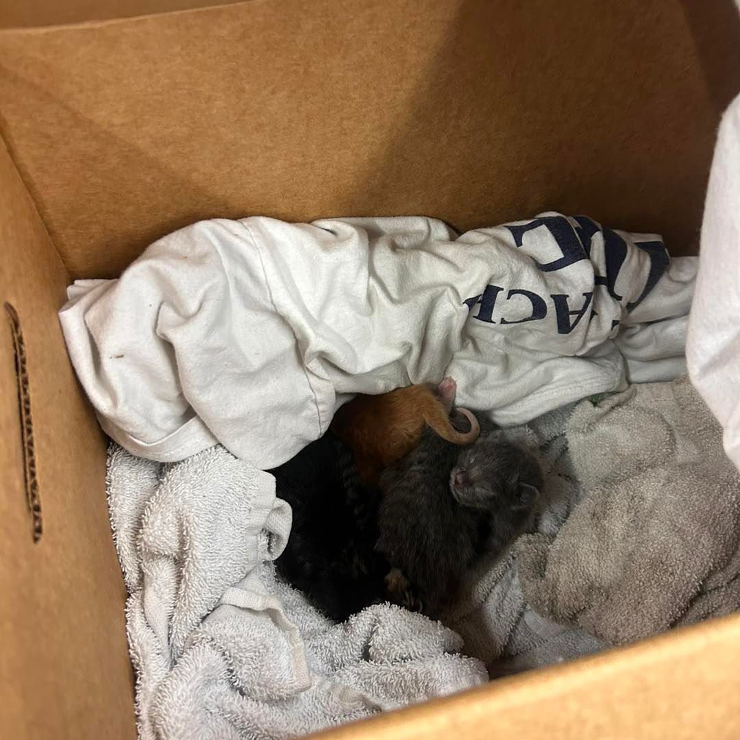 tiny kittens in a cardbox