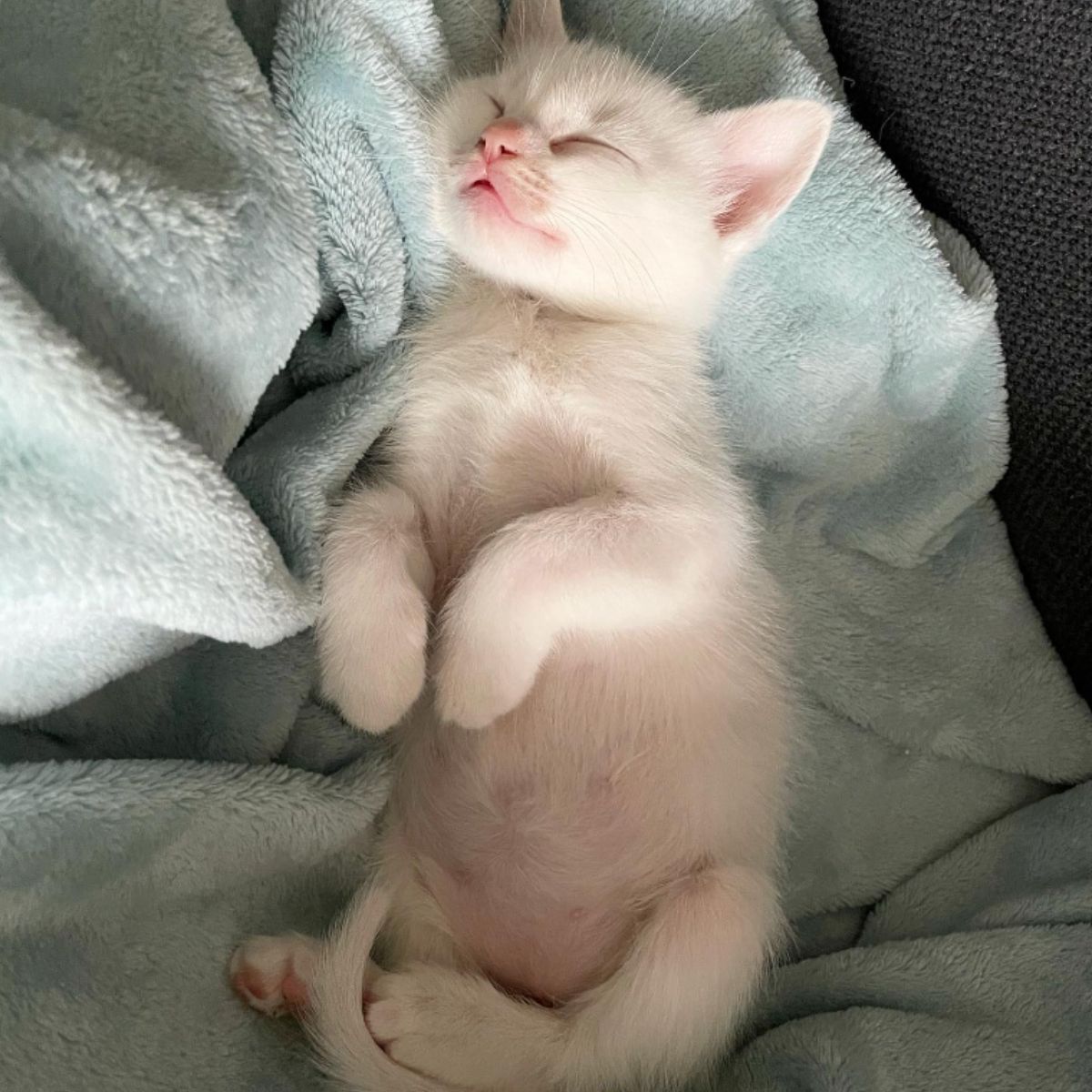 tiny white kitten sleeping