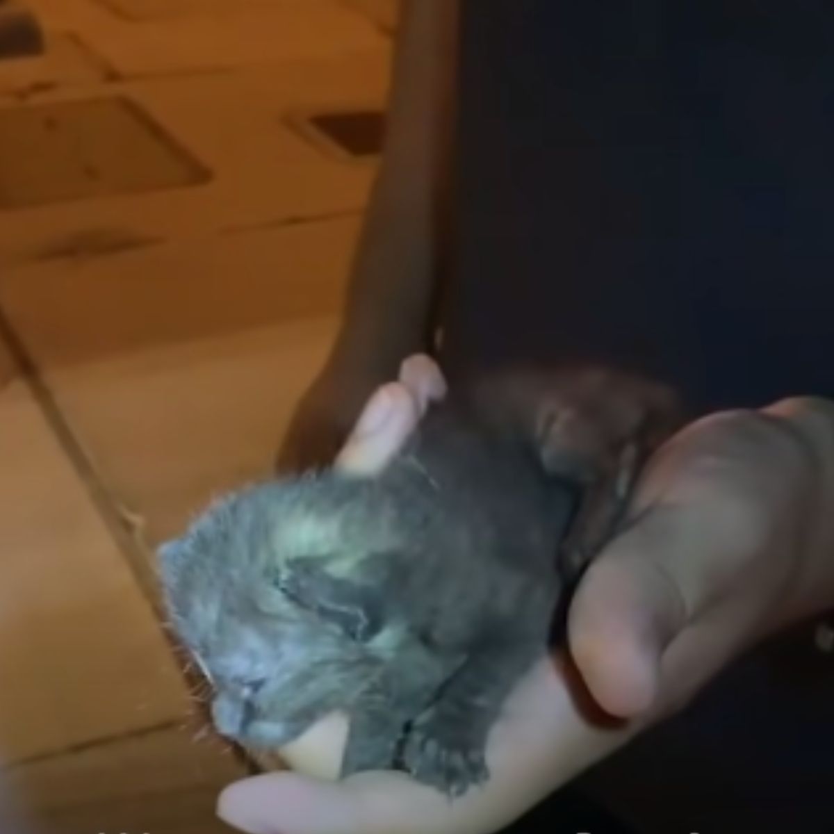 too small kitten in hand