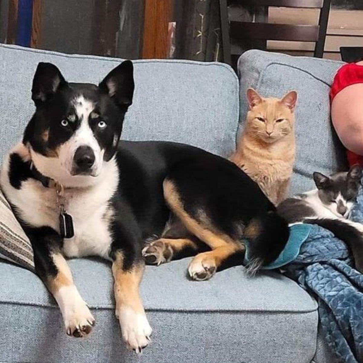 two cats and a dog on a couch