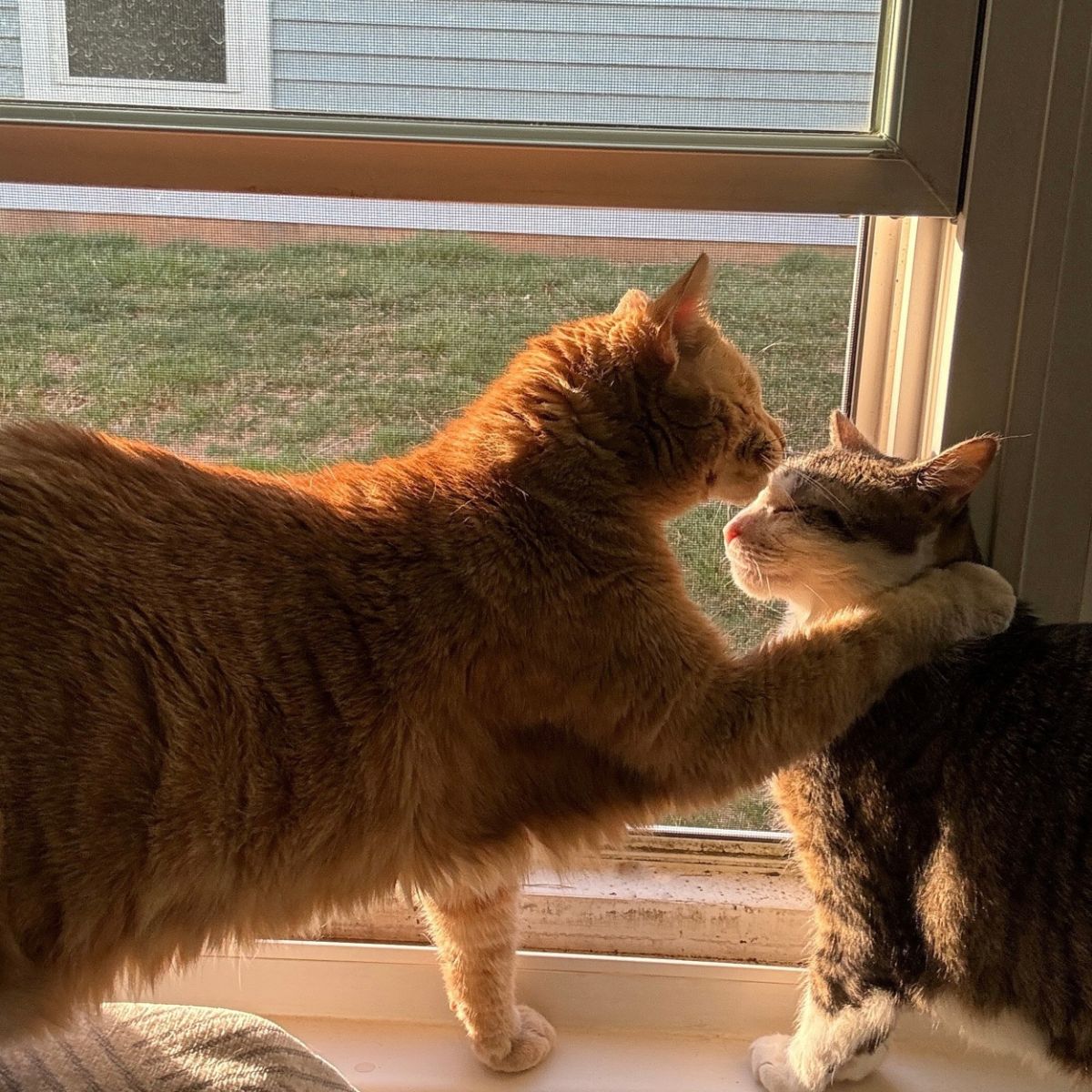 two cats by the window