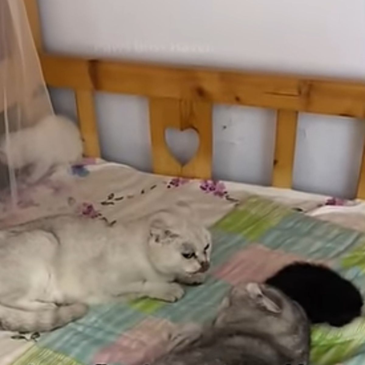 two cats laying on a bed