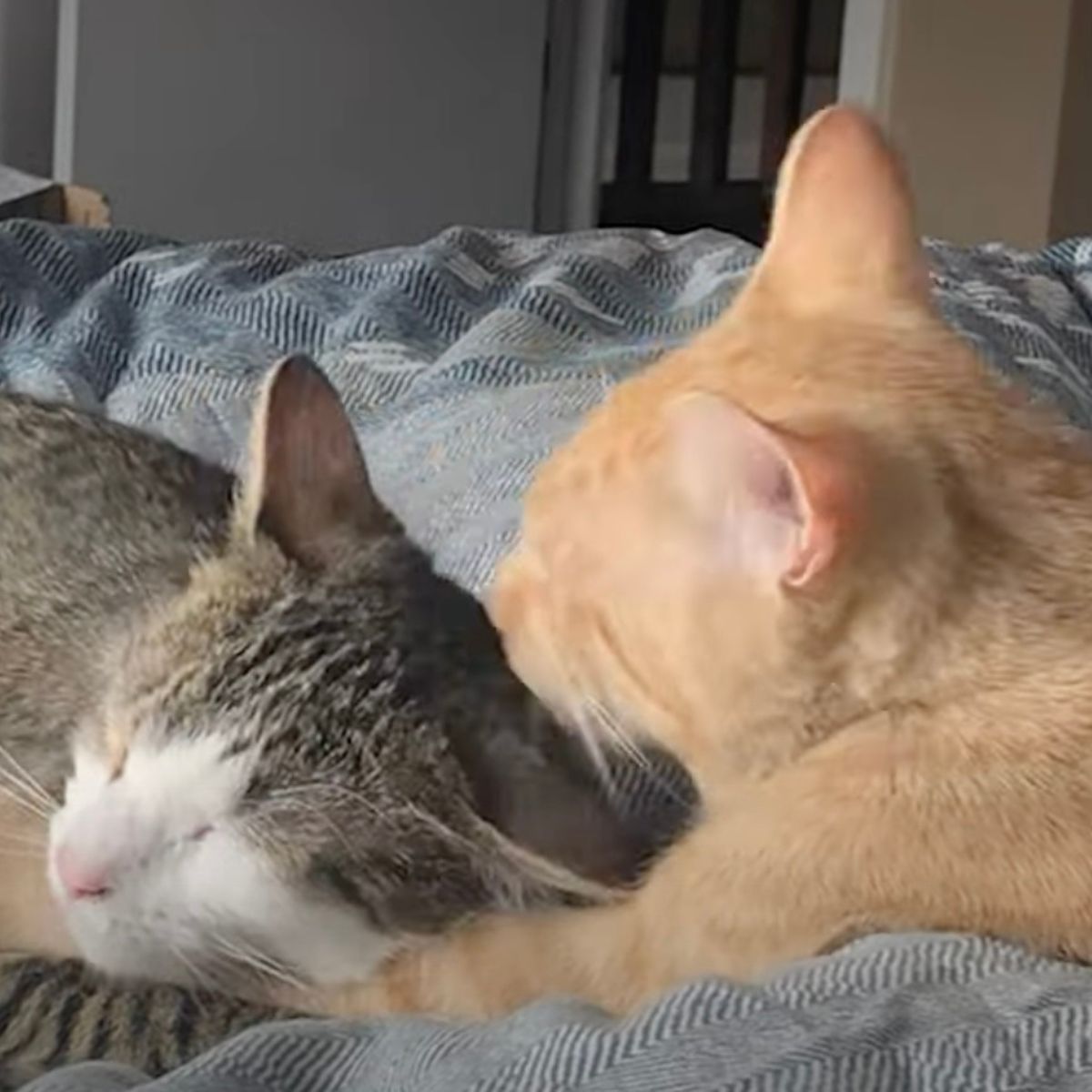 two cats lying in bed