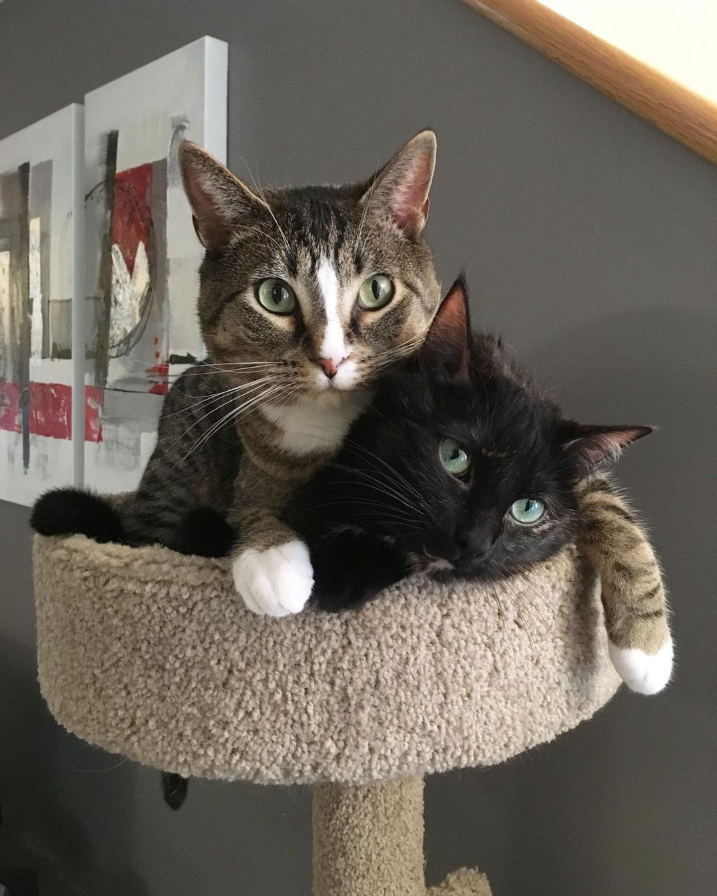 two cats lying in cat tree