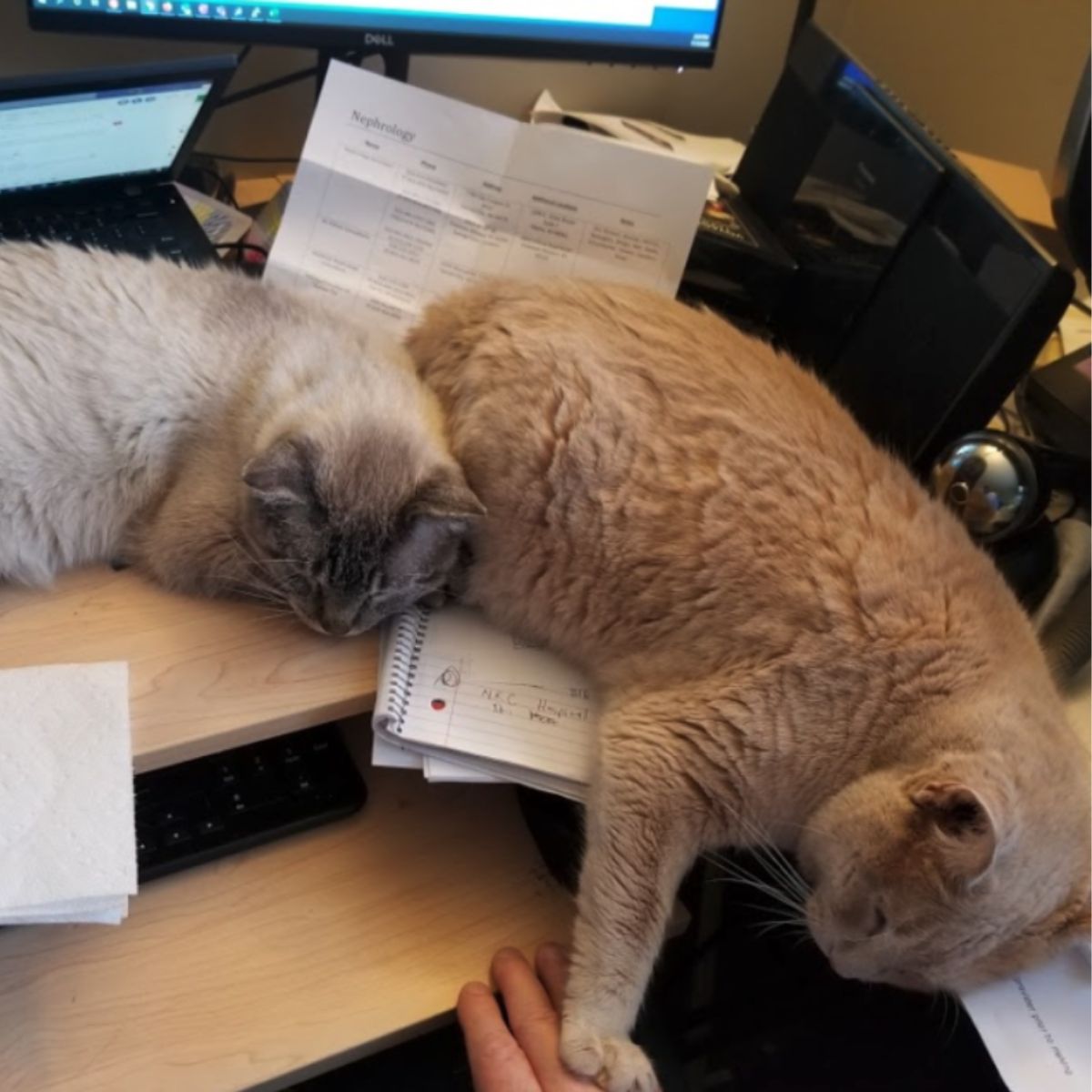 two cats lying on table
