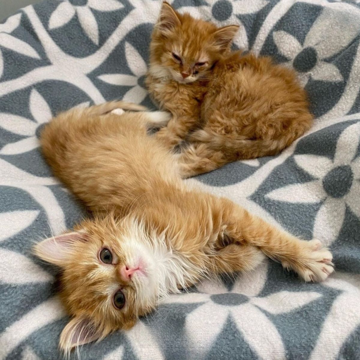 two ginger kittens