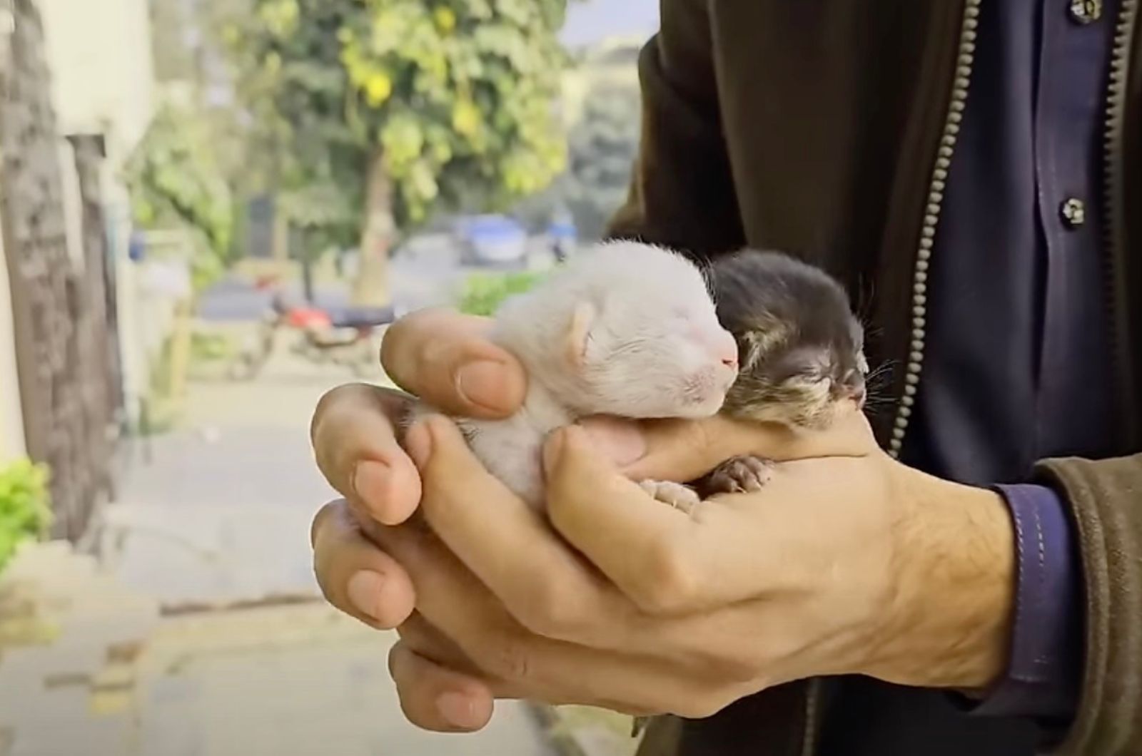 two kittens held in hands