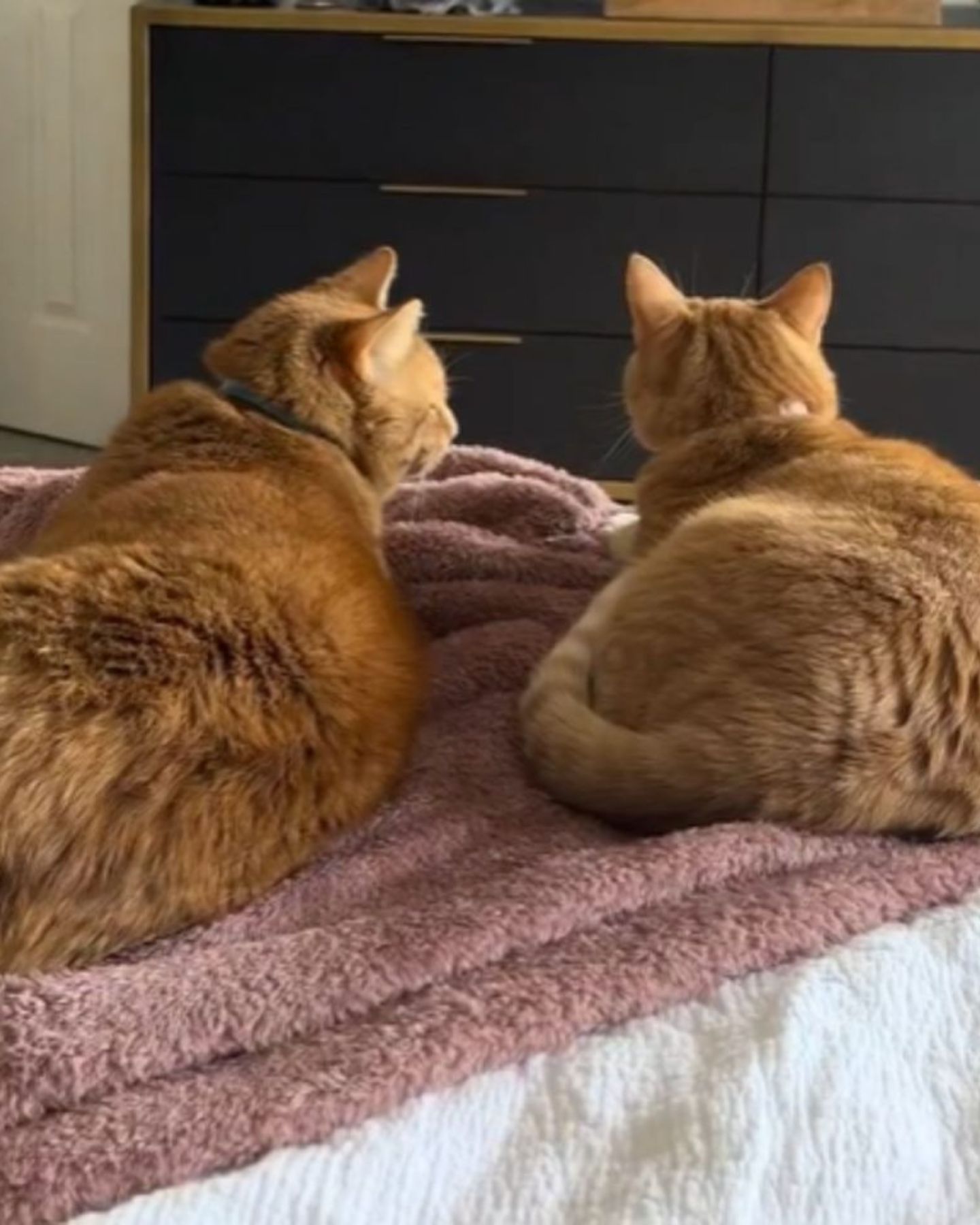 two orange cats lying