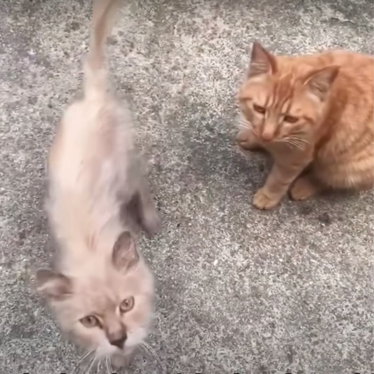 two related cats