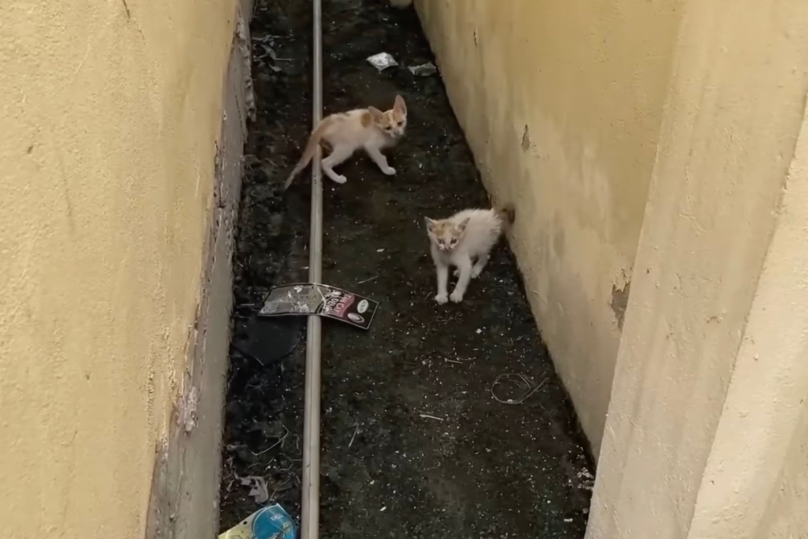 two stray kittens