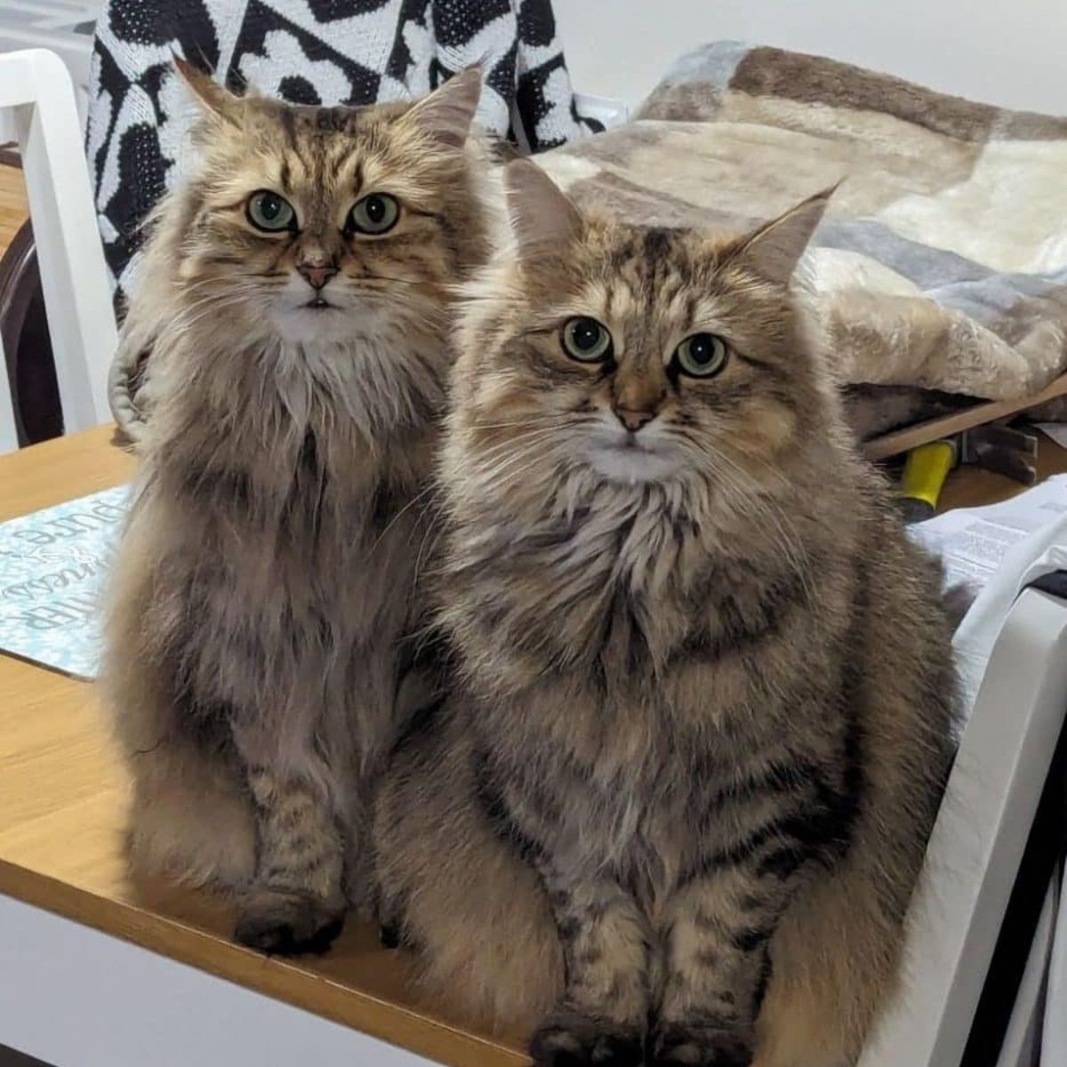 two unique cats