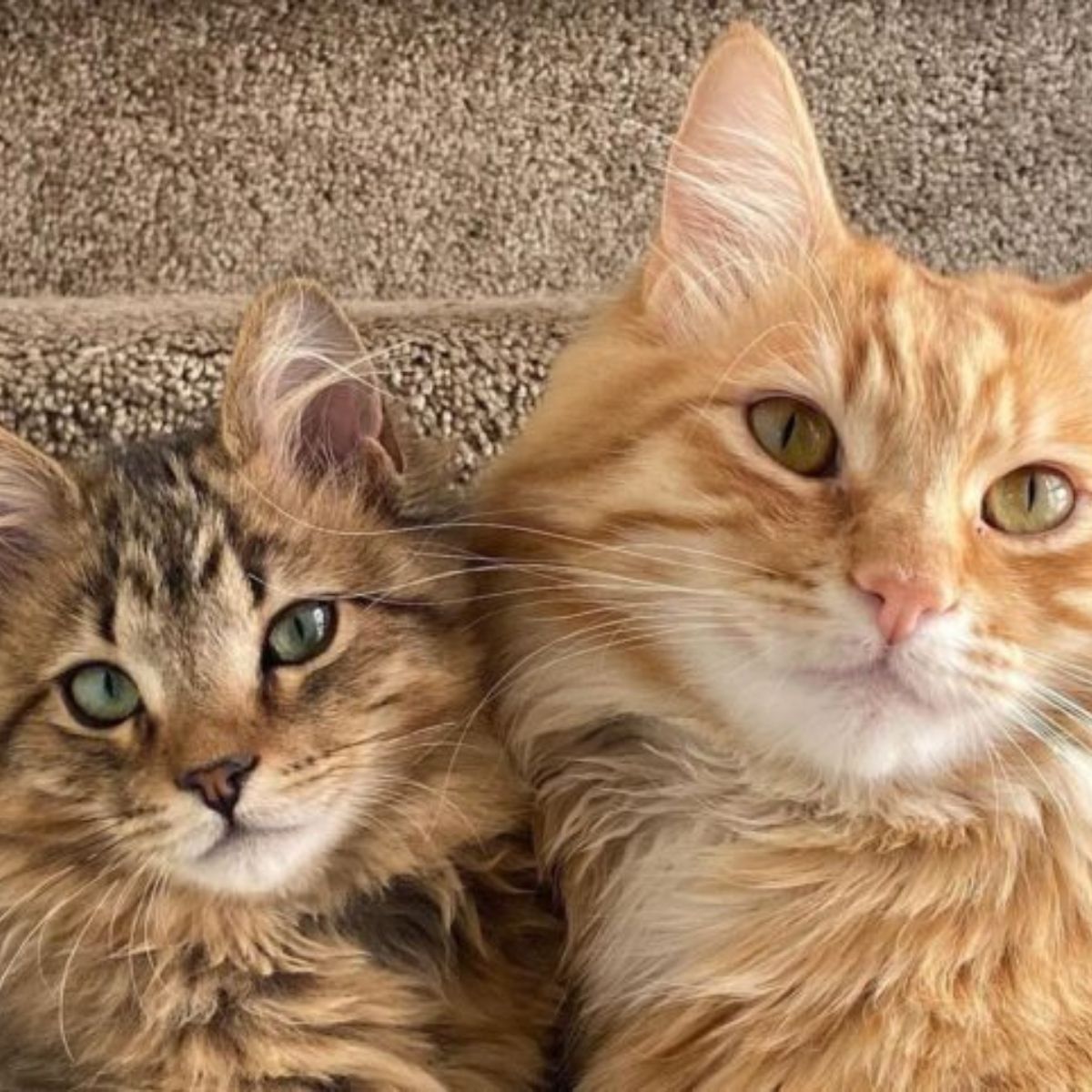 two very sweet cats