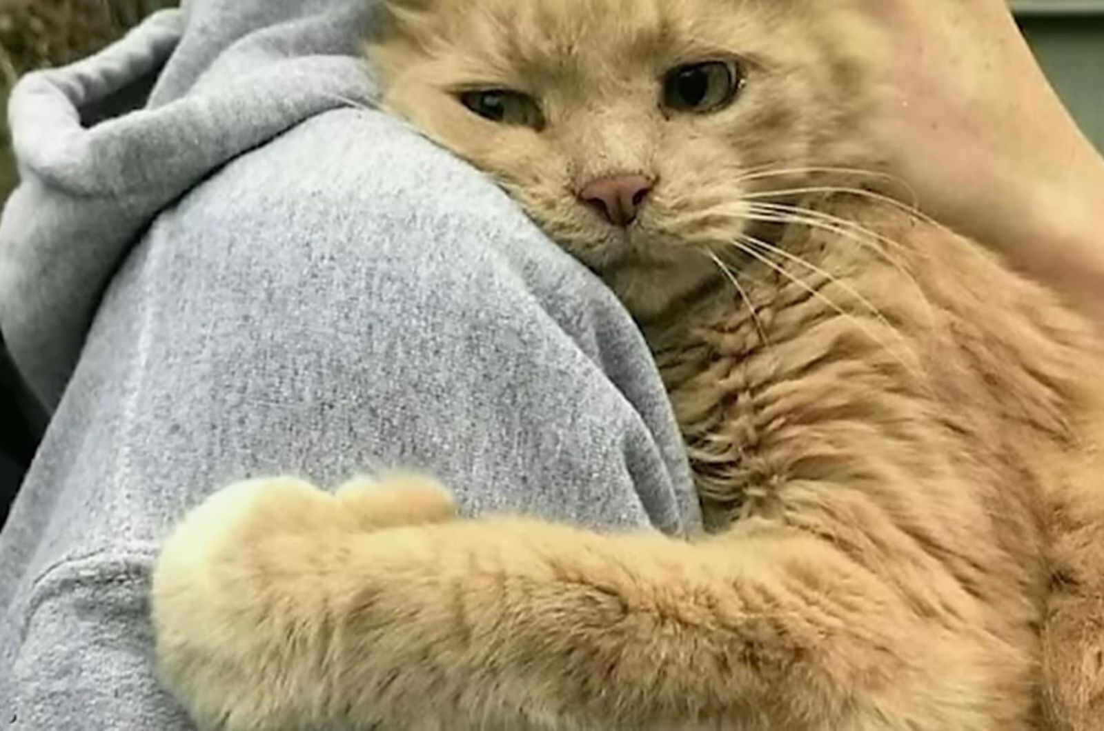 very cute cat