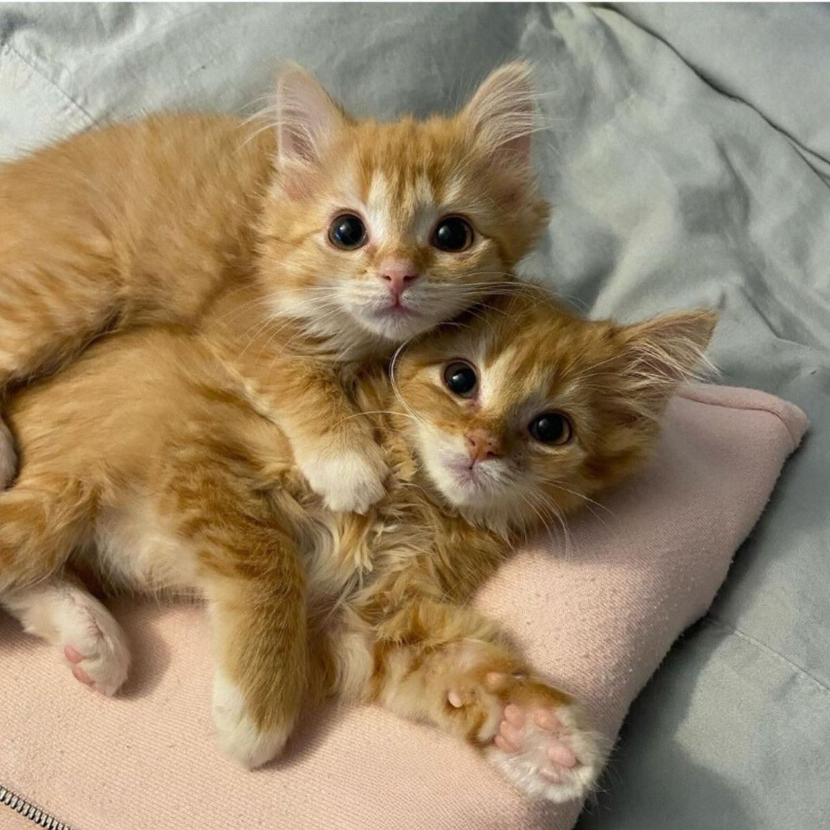 very sweet ginger kittens