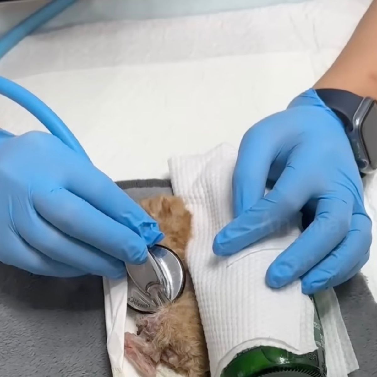 veterinarian checking kitty