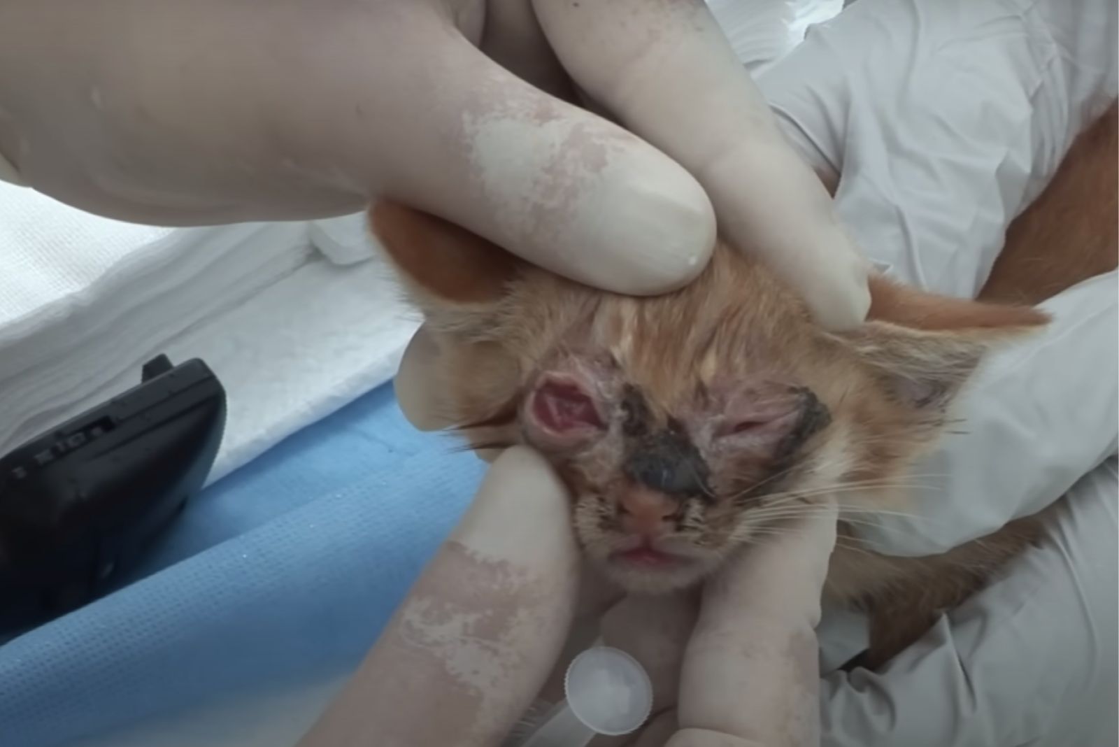 veterinarian helping kitten with eyes