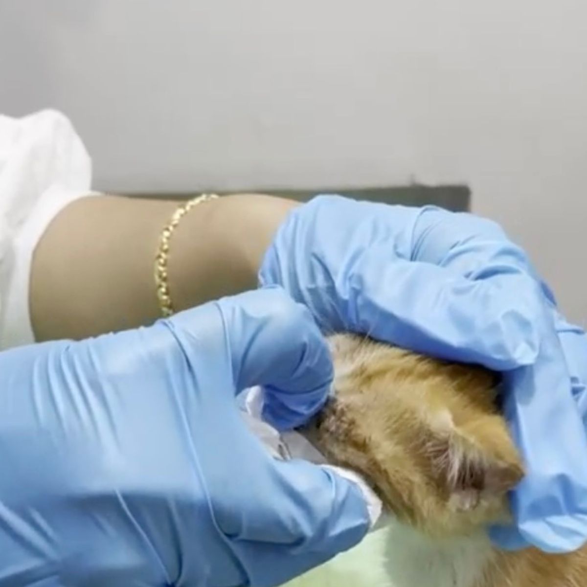 veterinarian helping kitten