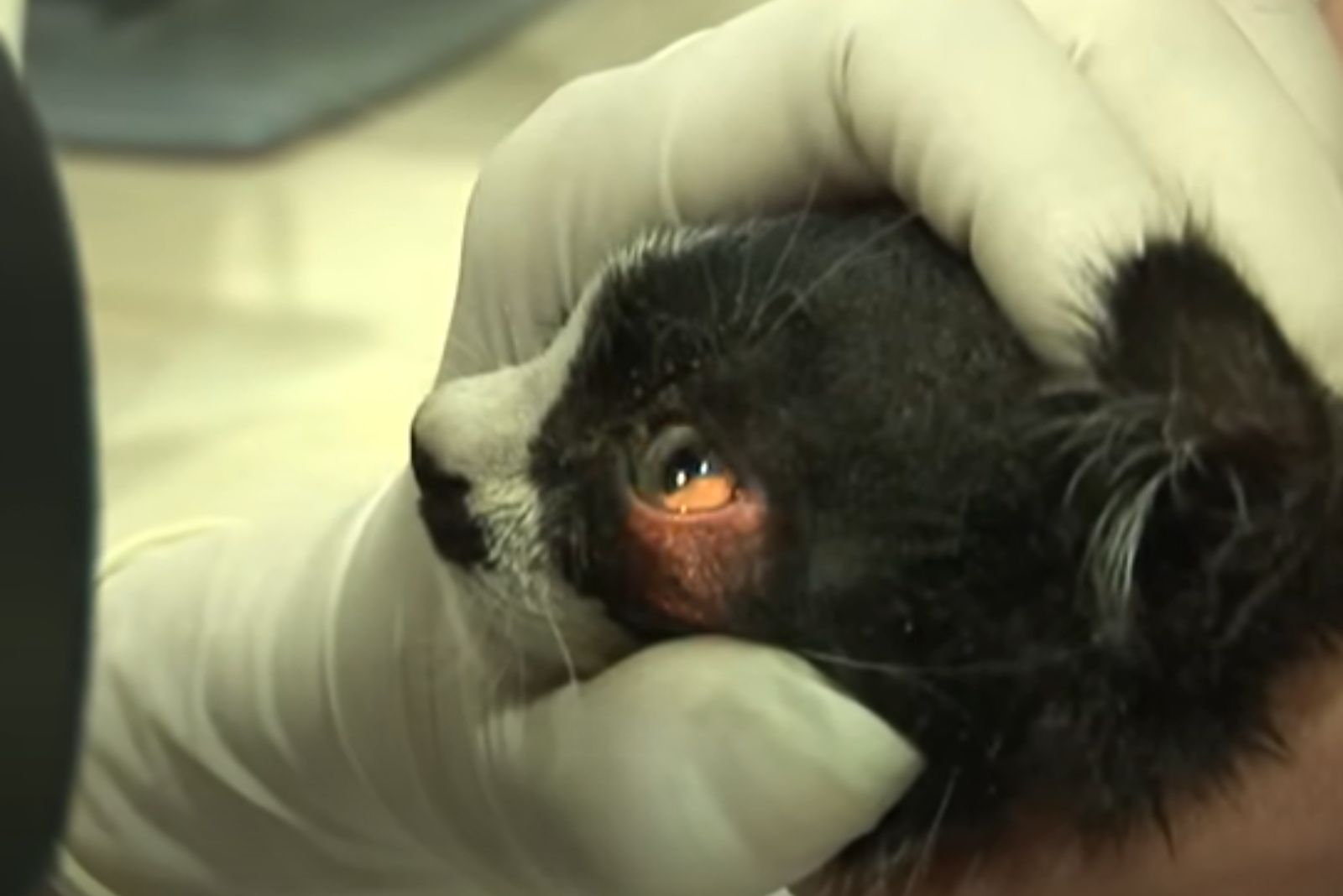 veterinarian looking at cat's eyes
