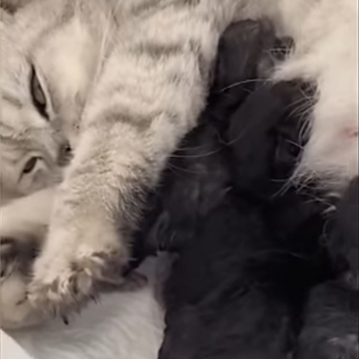 white cat and black kittens