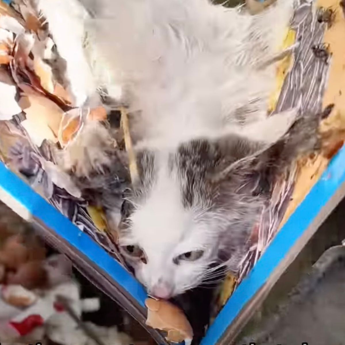 white cat in a trash