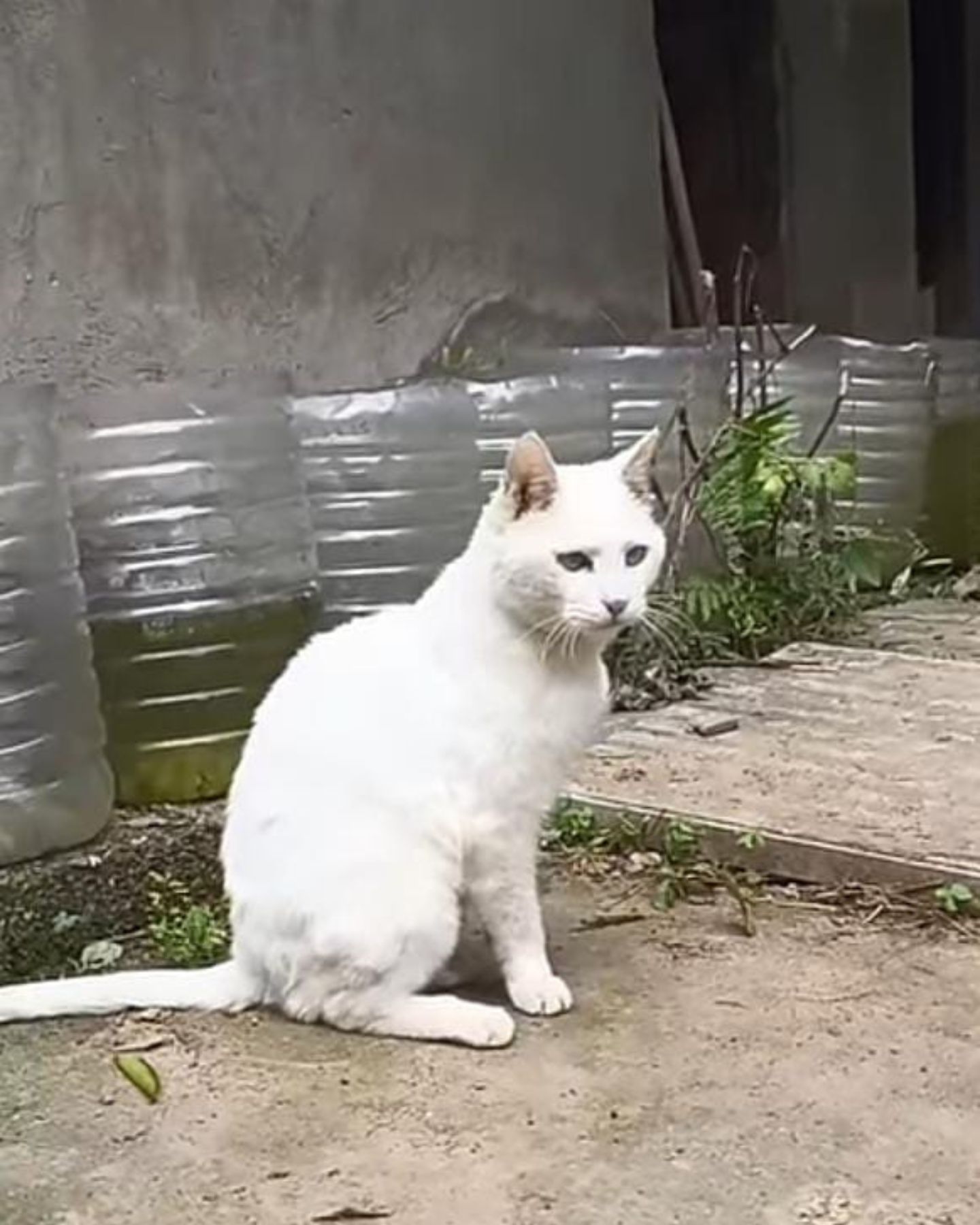 white cat outdoors